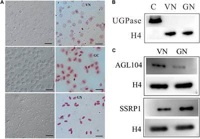 Proteomic Analysis of Generative and Vegetative Nuclei Reveals Molecular Characteristics of Pollen Cell Differentiation in Lily